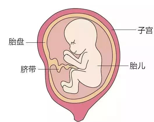 新生儿，脐带干细胞存储，河南脐血库
