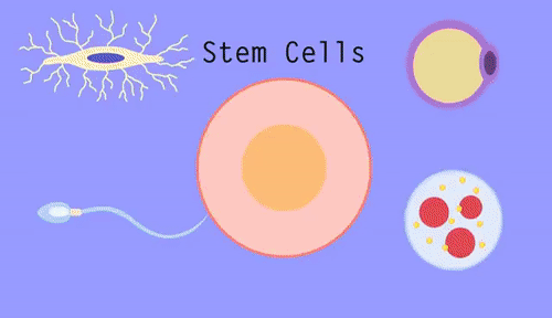 干细胞疗法，化腐朽为神奇，临床医学