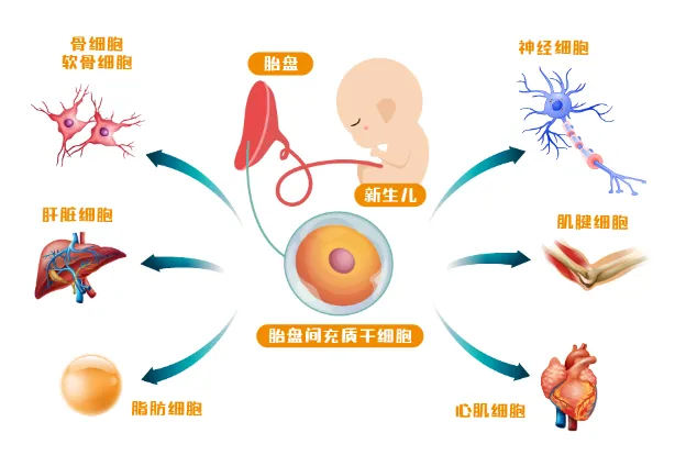 新生儿干细胞存储、脐带血存储、华隆干细胞存储