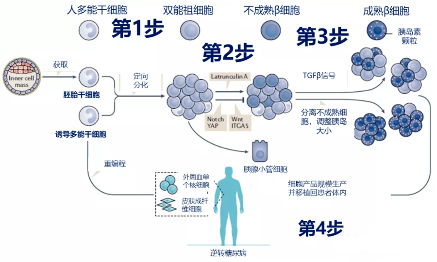 干细胞存储、华隆干细胞库、脐血存储